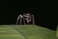 Small Jumping Spider Royalty Free Stock Photo