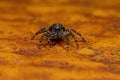Small jumping spider Royalty Free Stock Photo