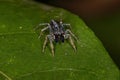 Small jumping spider Royalty Free Stock Photo