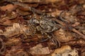 Small jumping spider Royalty Free Stock Photo