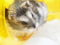 Small Jungar dwarf hamster Royalty Free Stock Photo