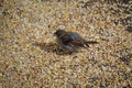 Small, juvenile bird perched atop the ground on a pile of birdseed