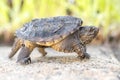 Juvenile baby Common Snapping Turtle, Georgia USA