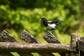 A small juvenile Eurasian Magpie, Pica pica standing on a wooden fence in rural Europe. Royalty Free Stock Photo