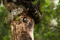 A small juvenile Great spotted woodpecker, Dendrocopos major