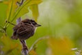 A small juvenile house sparrow Passer domesticus is perching on a maple branch in Maryland