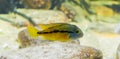 Small juvenile parrot cichlid, a fish from the atlantic slope of America