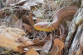 small juvenile red snake