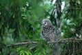 Small juvenile Ural owl, Strix uralensis, chick in a lush boreal forest