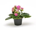 Small kalanchoe flowerpot Royalty Free Stock Photo