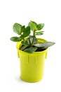 Small kalanchoe plat in plastic flower pot isolated on white Royalty Free Stock Photo