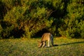 Small Kangaroo eating grass at Wildlife Walk trail at Wilson Promontory