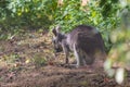 A small kangaroo lies in the shade under a tree