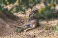 A small kangaroo lies in the shade under a tree