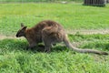 Small kangaroo next to wire fence in grass field