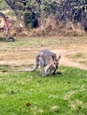 Small kangaroo stands in the grass near a trailer in Emmaville, Australia