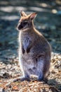 Small Kangeroo Royalty Free Stock Photo