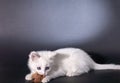 Lovely kitten playing with toy mouse