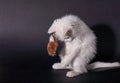 Lovely kitten playing with toy mouse