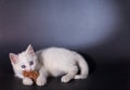 Lovely kitten playing with toy mouse