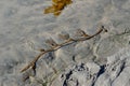 Small Kelp Brance on California Beach Royalty Free Stock Photo