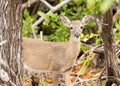 Small Key Deer in woods Florida Keys Royalty Free Stock Photo