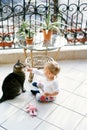 Small kid sits on the balcony near a table with flowerpots and pokes a finger in the nose of a tabby cat