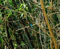 A small kingfisher bird is hiding in a bamboo bush