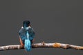 Small Kingfisher bird perched on a tree branch