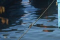 Small kingfisher bird on a rope above the water