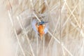 Small Kingfisher bird soaring through a lush grassy field