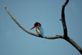 Small Kingfisher on a branch