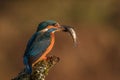 Small Kingfisher with a fish in its beak on a branch