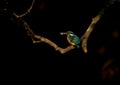 Small kingfisher with kill. Lot of empty and black background for adding text. These birds are expert in catching fish in water.