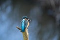 Small kingfisher perched atop a tree branch