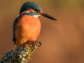 Small Kingfisher perched on a branch in the forest