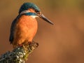 Small Kingfisher perched on a branch in the forest