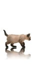 Small Kitten Royalty Free Stock Photo