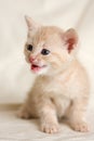 Small kitten Royalty Free Stock Photo