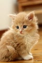 Small kitten Royalty Free Stock Photo