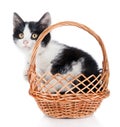 Small kitten in basket isolated Royalty Free Stock Photo