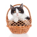 Small kitten in basket isolated on white Royalty Free Stock Photo