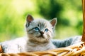 Small kitten with blue ayes in basket