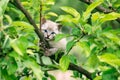 Small kitten with blue ayes on tree