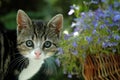 Small kitten with blue Lobelia