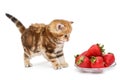 Small kitten and a bowl with strawberries Royalty Free Stock Photo