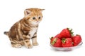 Small kitten and a bowl with strawberries Royalty Free Stock Photo