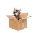 Small kitten in box Royalty Free Stock Photo