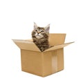 Small kitten in box Royalty Free Stock Photo