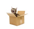 Small kitten in box Royalty Free Stock Photo